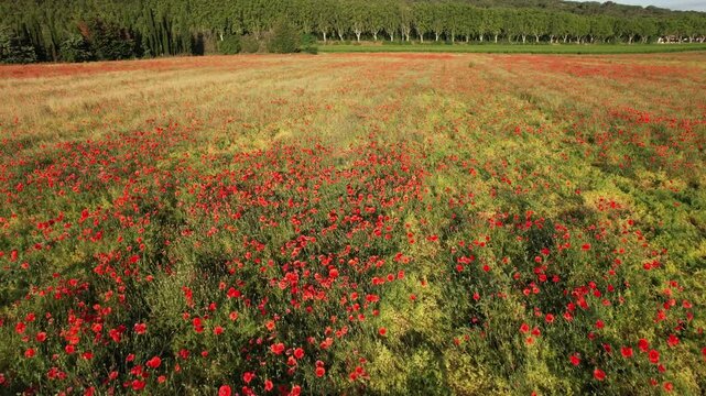 Survol d'un champs de coquelicots dans le sud de la France