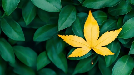 Obraz premium Vibrant Yellow Leaf Among Lush Green Foliage in Nature Scene