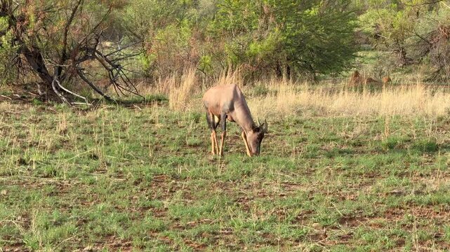 A single Topi antelope grazing in the African savannah without securing the surrounding area. 4k video footage 