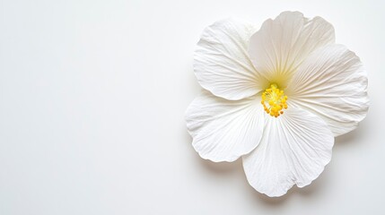 Obraz premium Elegant White Hibiscus Flower on Soft Neutral Background