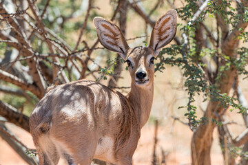 South Africa, Botswana, Kgalagadi Transfrontier Park, Steenbok (Raphicerus campestris)