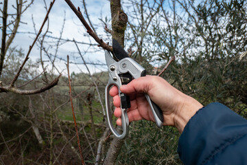 O ritual da poda com agricultor a cuidar de uma cerejeira na fazenda rural