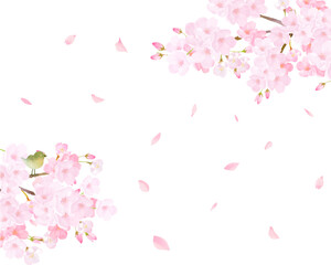 美しく華やかな満開の桜の花と花びら舞い散るーかわいい鶯のいる風景ー春の桜アーチの白バックフレーム背景素材イラスト