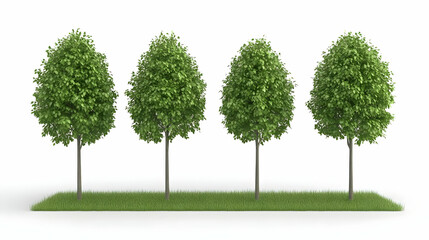 Four trees, green grass, white background, landscaping design