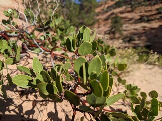 Desert Manzanita Shrub Close-Up in Vibrant Sunlight