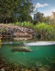 Fishing. Close-up shut of a fish under water. Underwater background.