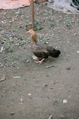 Rooster and chicken Duo in Farmyard like nise