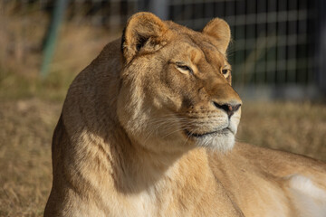 lionne, en gros plan, couché dans l'herbe.