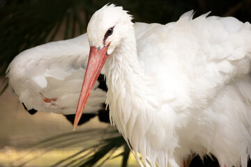 portrait d'une cigogne blanche, en gros plan