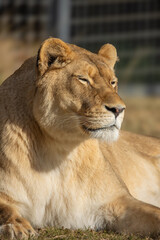 lionne, en gros plan, couché dans l'herbe.