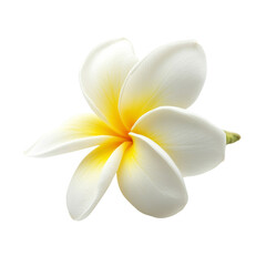 A close-up image showcases a single white plumeria blossom, its yellow center highlighted against a black background.