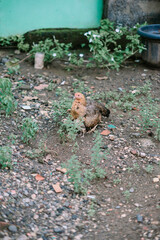 Rooster and chicken Duo in Farmyard good so nice