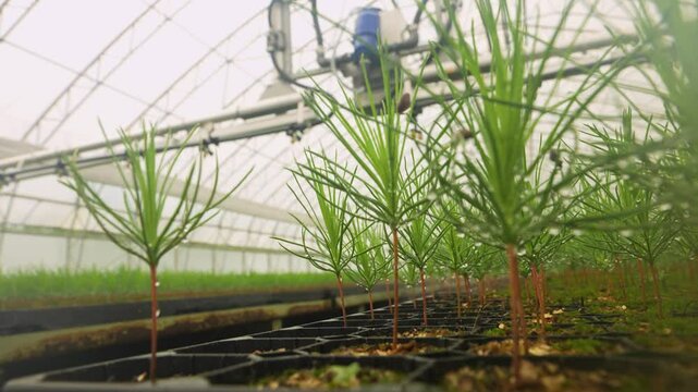 Reforestation. Watering pine seedlings in a nursery