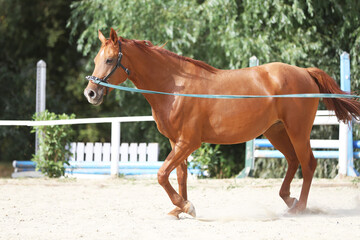 Portrait of a young chestnut colored horse in cavesson harness in paddock under training outdoors