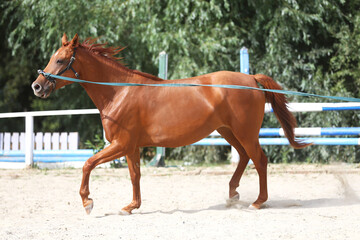 Portrait of a young chestnut colored horse in cavesson harness in paddock under training outdoors