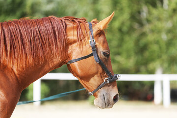 Portrait of a young chestnut colored horse in cavesson harness in paddock under training outdoors