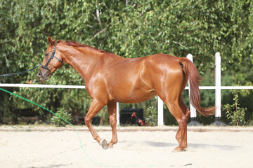 Portrait of a young chestnut colored horse in cavesson harness in paddock under training outdoors
