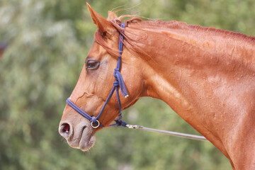 Portrait of a young chestnut colored horse in cavesson harness in paddock under training outdoors