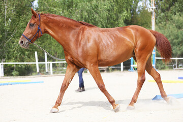 Portrait of a young chestnut colored horse in cavesson harness in paddock under training outdoors
