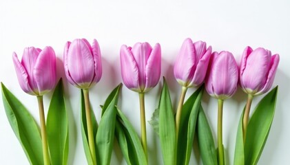 Fototapeta premium A row of pastel purple tulips on a crisp white surface, flowers, blooming