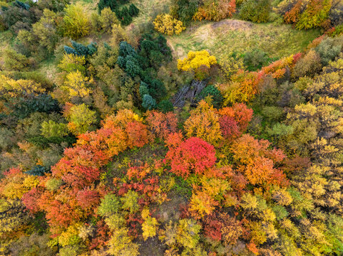 Autumn colors in a forest