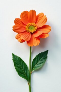 A single large pansey flower against a simple white surface, colorful, isolated, isolating background