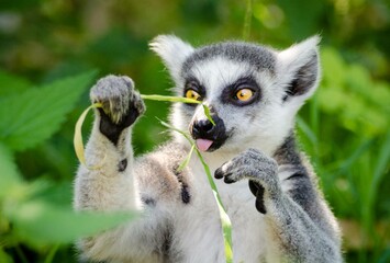 ring lemur sitting