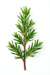 Obraz premium Isolated green juniper sprig on white background, cut, isolated, white