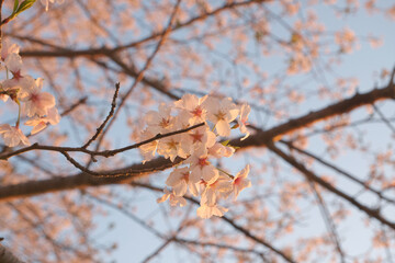 桜咲く日本の夕暮れ