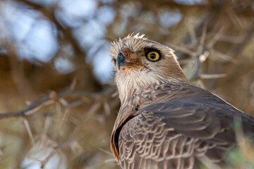 South Africa, Botswana, Kgalagadi Transfrontier Park, Pale Chanting Goshawk (Melierax canorus)