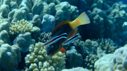 Fototapeta premium Cleaner wrasse (Labroides dimidiatus) and bridled parrotfish (Scarus frenatus) female undersea, Red Sea, Egypt, Sharm El Sheikh, Montazah Bay