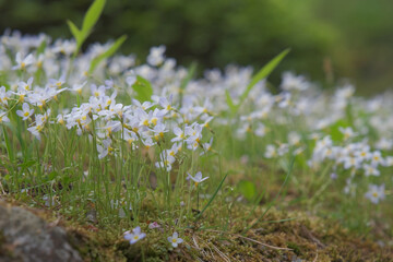小さな花の森