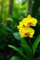 Fototapeta premium Sunny yellow orchids in a lush tropical garden, bright, yellow, flower