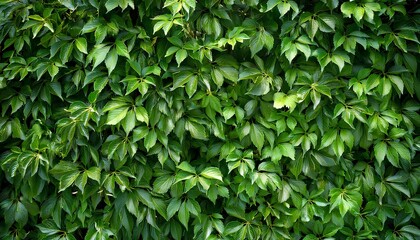 Obraz premium wall with green leaves. dark background. a wall of green leaves. green ivy leaves