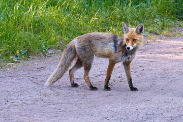 Portrait eines Rotfuchses	