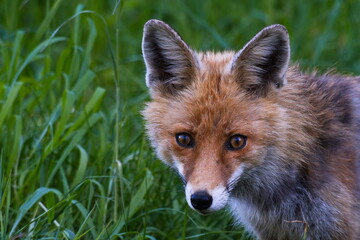 Portrait eines Rotfuchses	