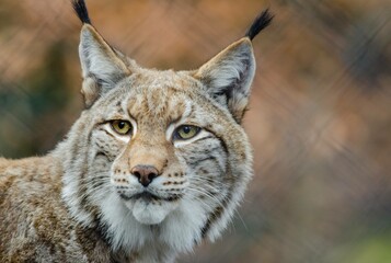 portrait of a lynx