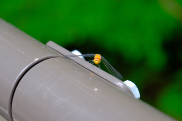 トンボと目が合う