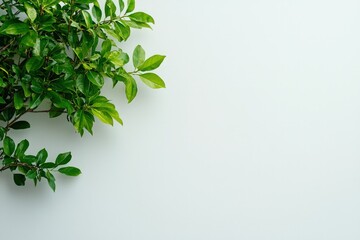 Obraz premium Vibrant Green Foliage of a Tree Set Against a Textured Gray Wall, Showcasing the Harmony Between Nature and Architecture