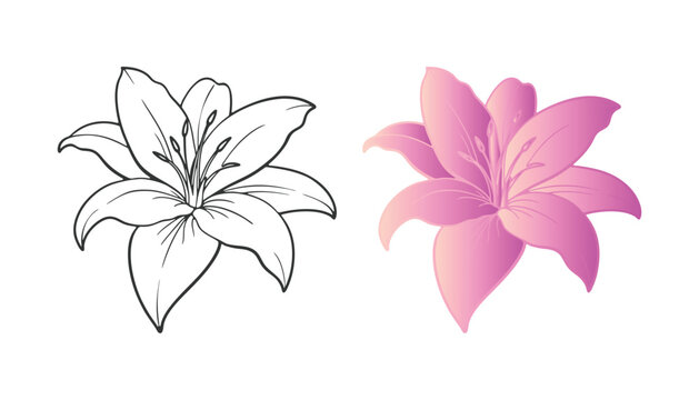Lily flower vector illustration art design. Watercolor lily, tulip  flower set, hand drawn illustration of lilies, bright floral elements isolated on white background.