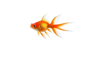 Fototapeta premium there is a goldfish that is swimming in the water
