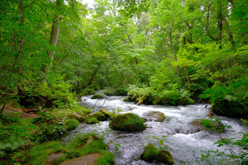 大自然の中で流れる川