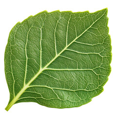 A close-up view of a vibrant green leaf showcasing intricate veins and texture.