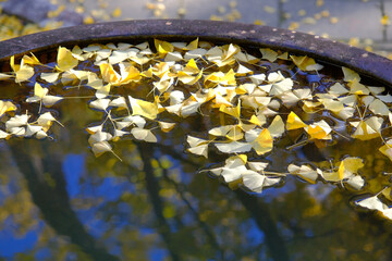 銀杏でいっぱいの水面