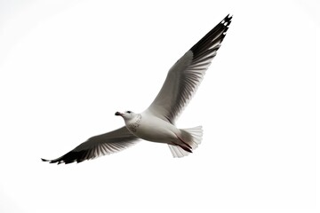 Fototapeta premium araffe flying in the sky with its wings spread