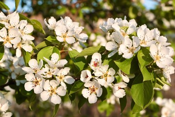 close up of apple tree in bloom. hello spring