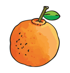 Fresh orange with green leaves vector illustration