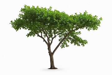 Obraz premium a close up of a tree with green leaves on a white background