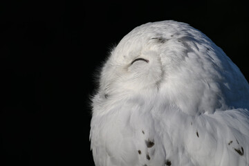 Fototapeta premium Snowy owl in head detail. 
