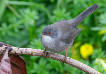 Sardinian warbler (Curruca melanocephala) perched on a stick looking into the camera, posing in Portugal with greeny plants behind.